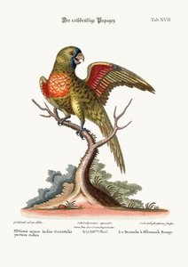 Il Pappagallo dal Petto Rosso